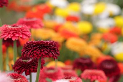 Close-up of red flowers blooming outdoors