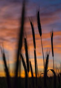 Close-up of wheat growing on field against sky during sunset