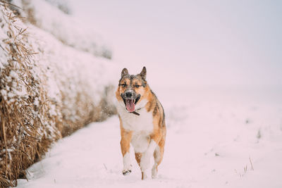 Dog standing on snow