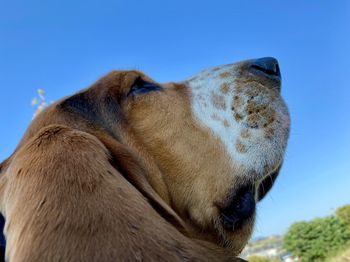 Close-up of a dog against blue sky