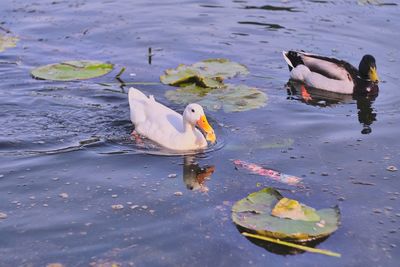 View of ducks swimming on lake