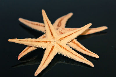 High angle view of starfish on black background