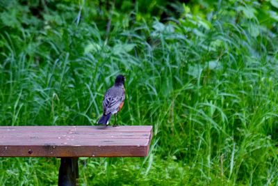 Bird perching on green leaf