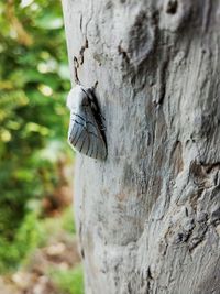 Close-up of butterfly on tree trunk