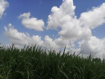 Crops growing on field against sky