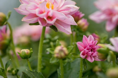 Close-up of pink flowering plant