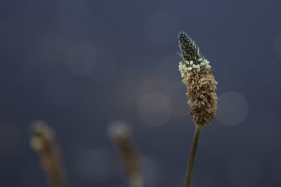 Close-up of wilted flower against blurred background