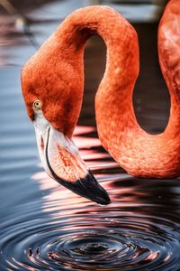 The american flamingo