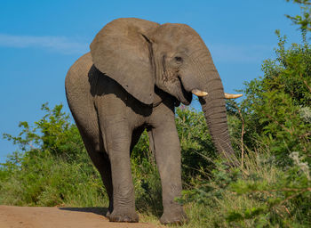 Elephant in the nature reserve hluhluwe national park south africa