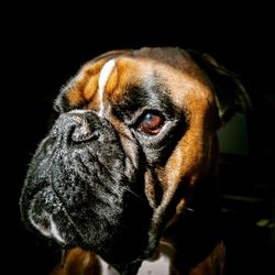 Close-up of dog looking away