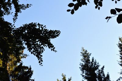 Low angle view of silhouette tree against sky