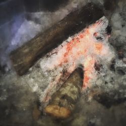 Close-up of fish in water