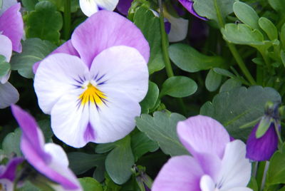 Close-up of pink flowers