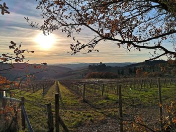 Scenic view of vineyard against sky during sunset