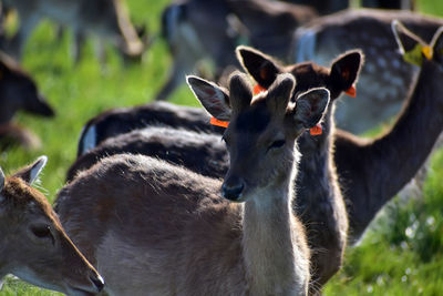 Close-up of deer