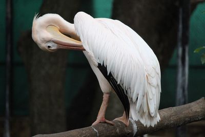 Close-up of bird perching on branch at zoo