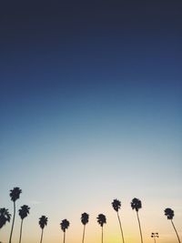 Low angle view of palm trees against blue sky