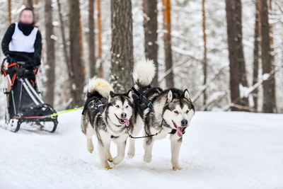 Two dogs on snow covered land