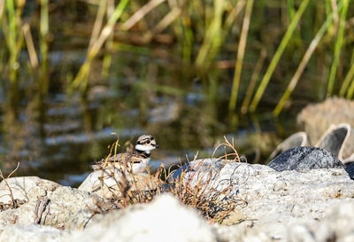 Baby killdeer charadrius vociferus chick along the edge of a pond in naples, florida