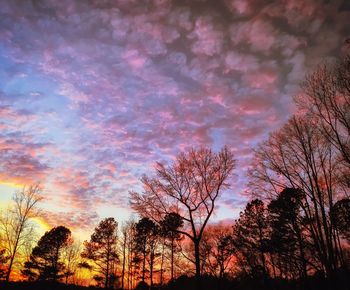 Low angle view of trees in forest during sunset