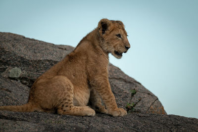 Lion cub sits on rock looking right