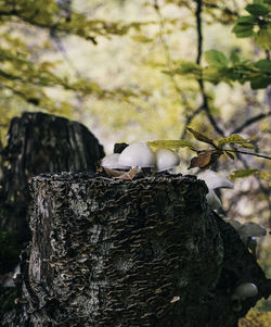 Close-up of bird perching on tree