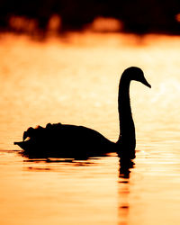 Silhouette duck swimming in lake