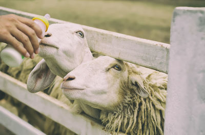 Close-up portrait of cow