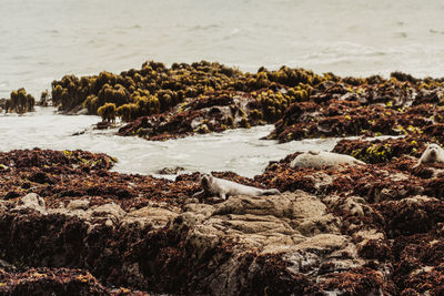 Scenic view of sea shore