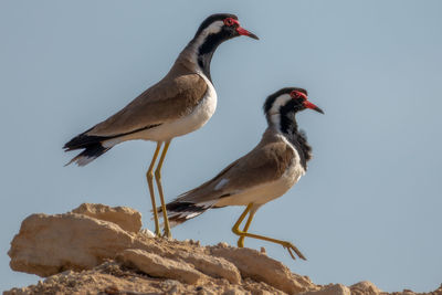 Low angle view of birds on rock against sky