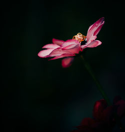 Close-up of insect on pink flower