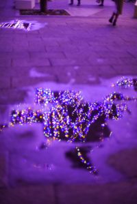 High angle view of purple flowering plant on street