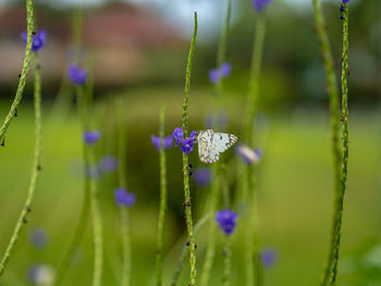 Close-up of purple flowering plants