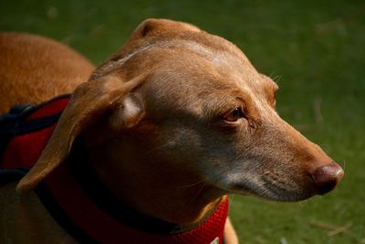 Close-up of a dog looking away