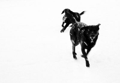 Dog on white wall