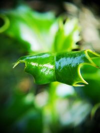 Close-up of green leaf