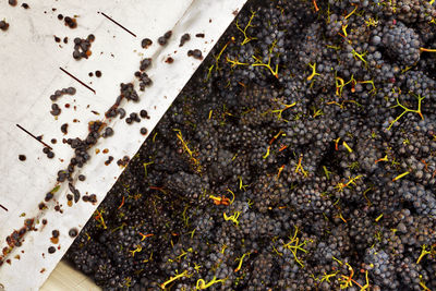 High angle view of black grapes in crate