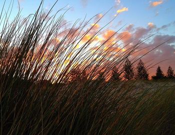 Plants growing on field at sunset