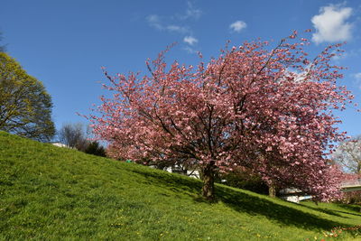 Cherry blossoms on field against sky
