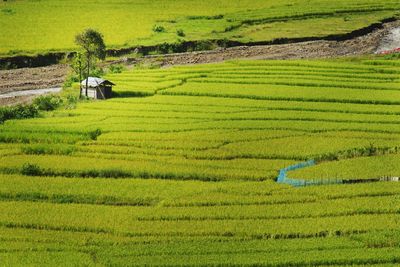 Scenic view of agricultural field