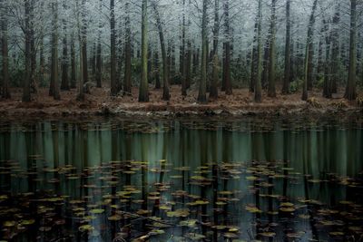 Reflection of trees in lake