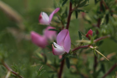 Close-up of pink flowers blooming outdoors