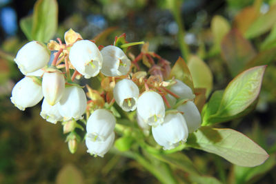 Close-up of white flowering plant