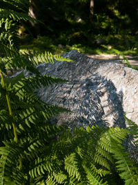 Close-up of lizard on tree