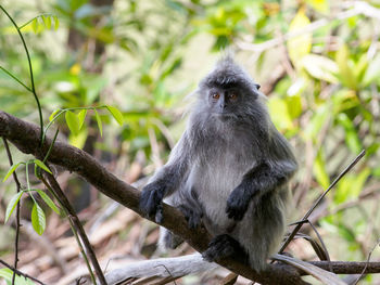 Silvered leaf monkey in bako national park