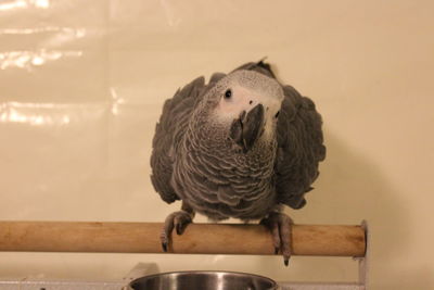 Close-up of bird perching on wall