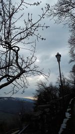 Low angle view of trees against sky