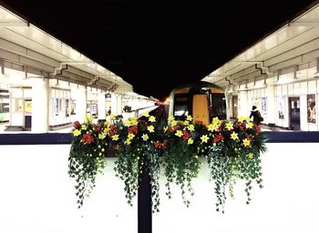 Flowers hanging on tree against built structure