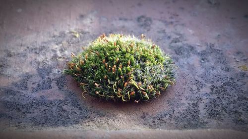 High angle view of cactus plant