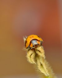 Close-up of bee